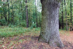 Naturen vid Pažaislis Monastery and Church en bit utanför Kaunas.