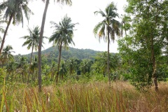 Den fina naturen på Koh Chang.