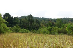 Den fina naturen på Koh Chang.