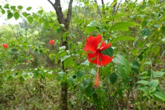 Den fina naturen på Koh Chang.