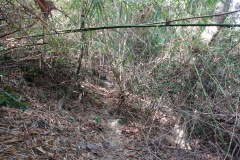 Djungeln längs Ao Kai Tao nature trail, Koh Chang.