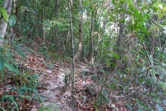 Djungeln längs Ao Kai Tao nature trail, Koh Chang.