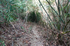 Djungeln längs Ao Kai Tao nature trail, Koh Chang.