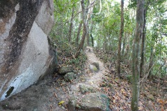 Djungeln längs Ao Kai Tao nature trail, Koh Chang.