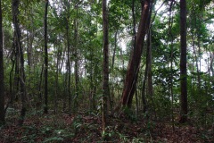 Djungeln längs Ao Kai Tao nature trail, Koh Chang.