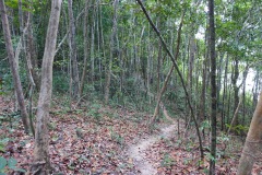 Djungeln längs Ao Kai Tao nature trail, Koh Chang.