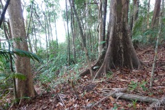 Djungeln längs Ao Kai Tao nature trail, Koh Chang.