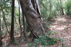 Djungeln längs Ao Kai Tao nature trail, Koh Chang.