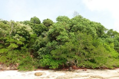 Djungeln längs Ao Khao Kwai, Koh Phayam.