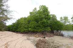 Mangroveträd vid Moken-byn, Koh Phayam.