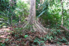 Djungeln ovanför stranden Ao Kwangpeeb, Koh Phayam.