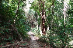 Djungeln ovanför stranden Ao Kwangpeeb, Koh Phayam.