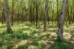 Gummiträd på Koh Phayam.