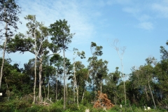 Skogspromenad ovanför M’Pai Bay Village, Koh Rong Sanloem.