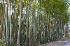 045-Kyoto-11-Mars-26