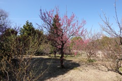 052-Kyoto-11-Mars-26