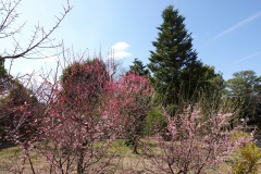 053-Kyoto-11-Mars-26