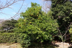 055-Kyoto-11-Mars-26