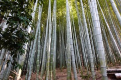 011-Kyoto-12-Mars-26_Pt1