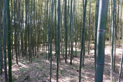 002-Kyoto-12-Mars-26_Pt2