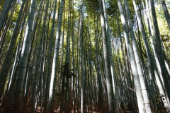 003-Kyoto-12-Mars-26_Pt2