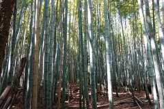 005-Kyoto-12-Mars-26_Pt2