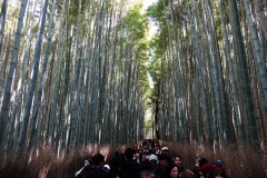 006-Kyoto-12-Mars-26_Pt2