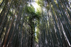 007-Kyoto-12-Mars-26_Pt2