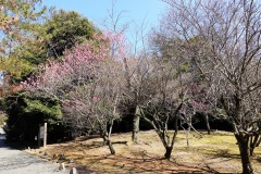 009-Kyoto-12-Mars-26_Pt2