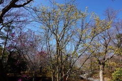 033-Kyoto-12-Mars-26_Pt2