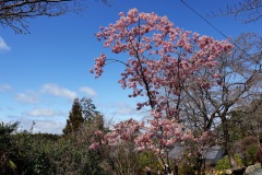 027-Kyoto-14-Mars-26