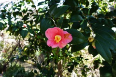 030-Kyoto-14-Mars-26