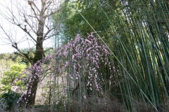 051-Kyoto-14-Mars-26