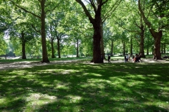 Jätteträd i Green Park.