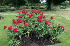 Rose Garden, Greenwich Park.