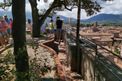 Uppe på Torre Guinigi, Lucca.