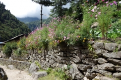 Blommor i trädgård i Bengkar (2630 m).