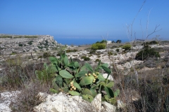 Karg men vacker natur. Vandringen till Fomm ir-Riħ Bay.