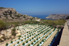 Vandringen till Fomm ir-Riħ Bay.