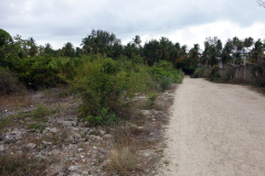 En av flera småvägar som kopplar samman den huvudvägen med Matemwe Beach, Unguja.