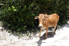 En nyfiken ko på Matemwe Beach, Unguja.