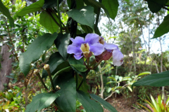 Parque Arví, Medellín.