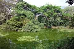 Jardín Botánico Joaquín Antonio Uribe, Medellín.