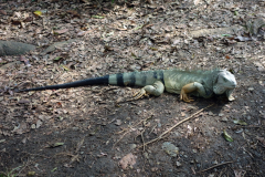 Jardín Botánico Joaquín Antonio Uribe, Medellín.