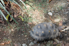 Jardín Botánico Joaquín Antonio Uribe, Medellín.