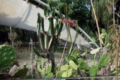 Jardín Botánico Joaquín Antonio Uribe, Medellín.