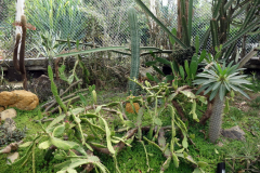 Jardín Botánico Joaquín Antonio Uribe, Medellín.