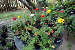 Jardín Botánico Joaquín Antonio Uribe, Medellín.