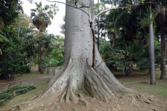 Jardín Botánico Joaquín Antonio Uribe, Medellín.