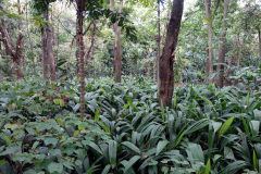 Jardín Botánico Joaquín Antonio Uribe, Medellín.